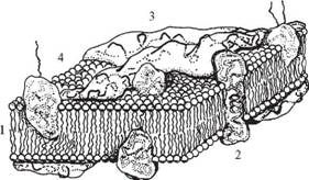 Будова плазматичної мембрани - student2.ru