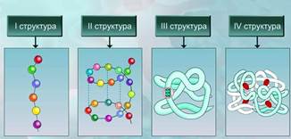 будова та структура білків. - student2.ru