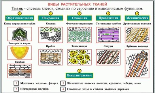 ЦАРСТВО РАСТЕНИЯ (общая характеристика) - student2.ru