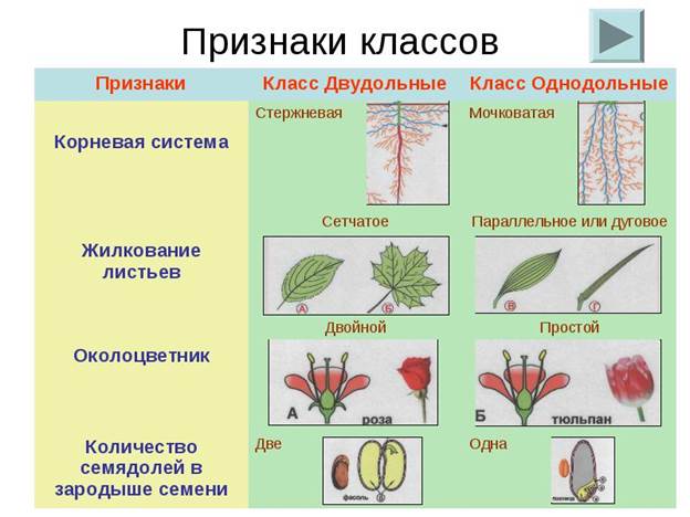 ЦАРСТВО РАСТЕНИЯ (общая характеристика) - student2.ru