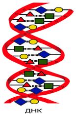 Цель:изучение строения и свойств генетического кода, этапы биосинтеза белка. - student2.ru