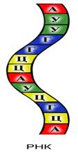 Цель:изучение строения и свойств генетического кода, этапы биосинтеза белка. - student2.ru