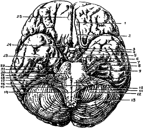 Центральная нервная система. Нервная система объединяет организм человека единое целое, регулирует и координирует функции всех органов и систем - student2.ru
