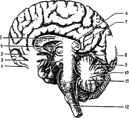 Центральная нервная система. Нервная система объединяет организм человека единое целое, регулирует и координирует функции всех органов и систем - student2.ru