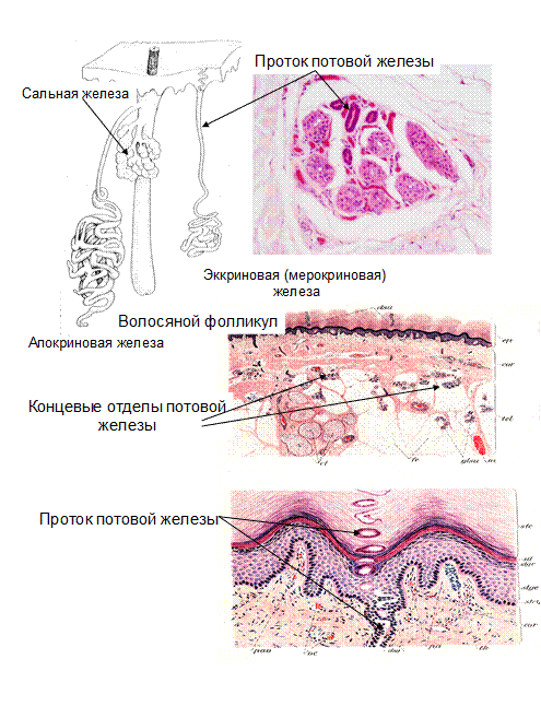Часть третья – Строение кожных желез (потовых и сальных), строение молочной железы - student2.ru