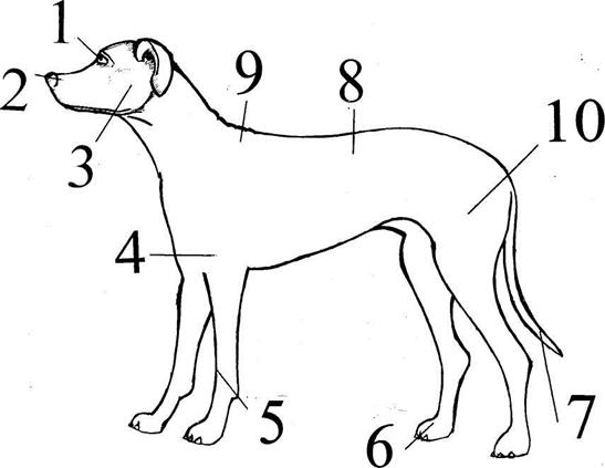 Choose the appropriate description to the breed of the dog. - student2.ru