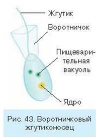 Что является возбудителем опасной болезни малярии? - student2.ru