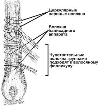 чувствительная иннервация волоса - student2.ru