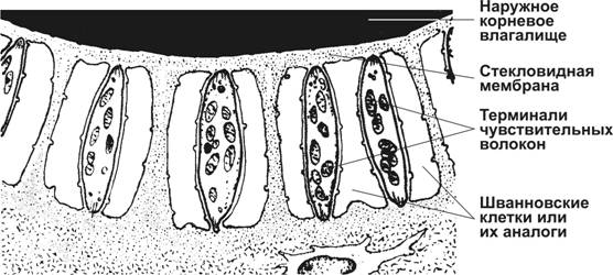 чувствительная иннервация волоса - student2.ru