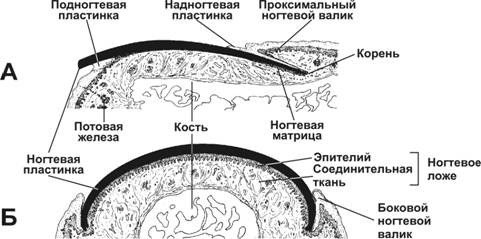 чувствительная иннервация волоса - student2.ru