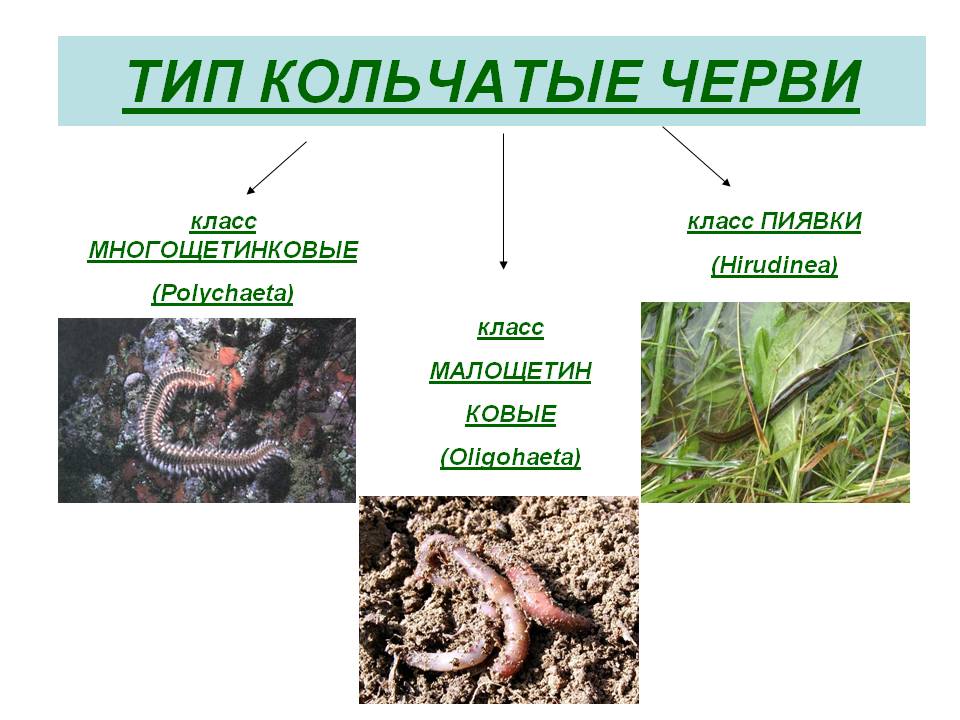 цикл развития малярийного плазмодия. - student2.ru