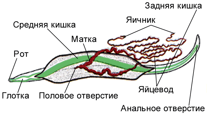 цикл развития малярийного плазмодия. - student2.ru