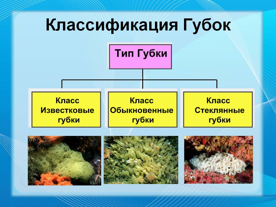 цикл развития малярийного плазмодия. - student2.ru