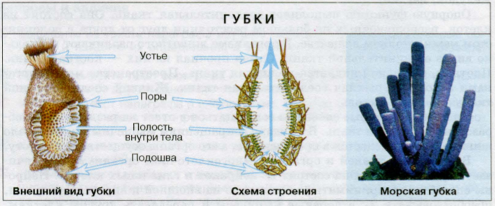 цикл развития малярийного плазмодия. - student2.ru