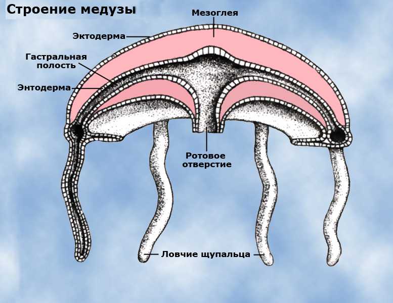 цикл развития малярийного плазмодия. - student2.ru