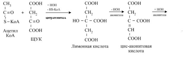 Цикл трикарбоновых кислот (цикл Г. Кребса) - student2.ru