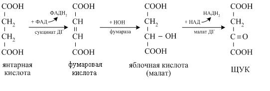 Цикл трикарбоновых кислот (цикл Г. Кребса) - student2.ru