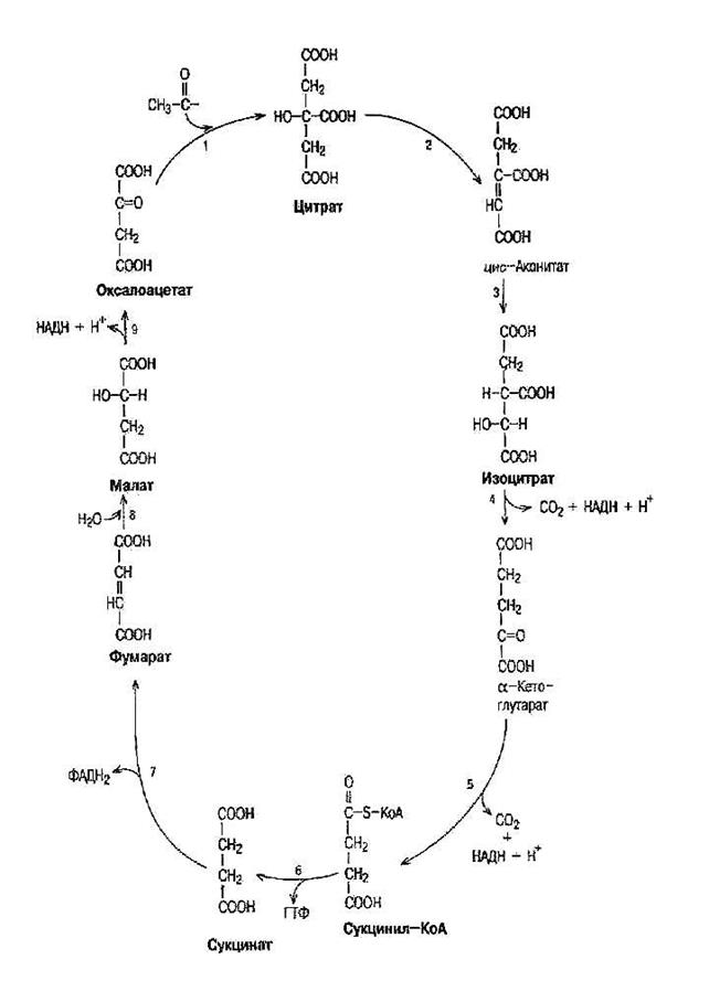 цикл трикарбоновых кислот (цтк) - student2.ru