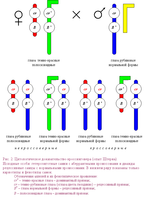 Цитогенетика кроссинговера - student2.ru