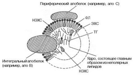 Цитохромы электронтранспортной цепи - student2.ru