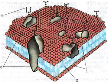 цитолемма. строение и функции биологических мембран - student2.ru