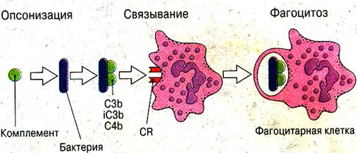 Цитолиз антигена путем фагоцитоза - student2.ru