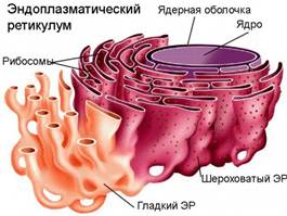Цитоплазма клетки. Органоиды. - student2.ru