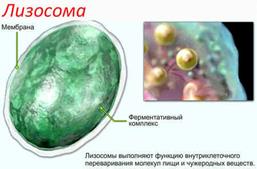Цитоплазма клетки. Органоиды. - student2.ru
