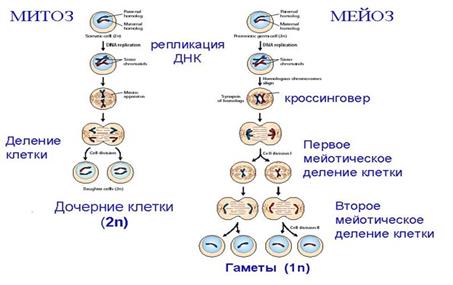 Цитоплазматическая наследственность прокариотических и эукариотических клеток - student2.ru