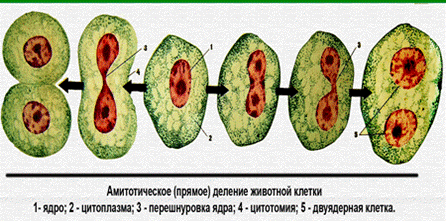 Цитоплазматическая наследственность прокариотических и эукариотических клеток - student2.ru