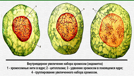 Цитоплазматическая наследственность прокариотических и эукариотических клеток - student2.ru