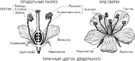 Цветок и плод. Строение цветка. Соцветия и их биологическое значение. Перекрестное опыление насекомыми, ветром. Самоопыление. Оплодотворение - student2.ru