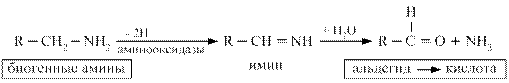 Декарбоксилирование аминокислот. Биогенные амины - student2.ru