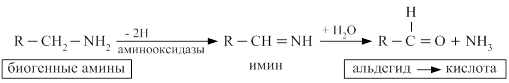 Декарбоксилирование аминокислот. Биогенные амины - student2.ru
