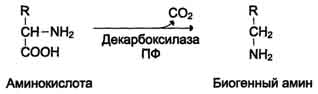 Декарбоксилирование аминокислот и их производных - student2.ru