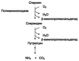 Декарбоксилирование аминокислот и их производных - student2.ru