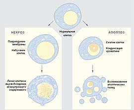 Деление прокариотических клеток - student2.ru