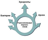 Деление прокариотических клеток - student2.ru