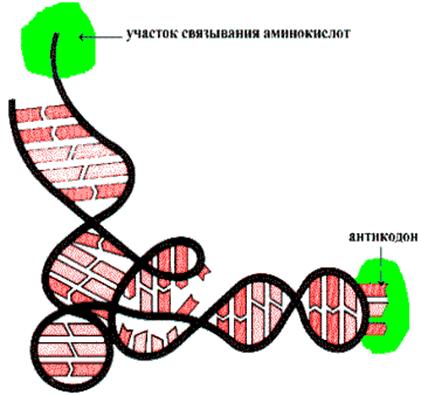 Денатурация и ренатурация DNA - student2.ru