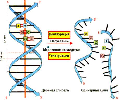 Денатурация и ренатурация DNA - student2.ru