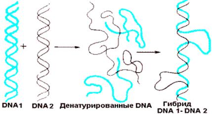 Денатурация и ренатурация DNA - student2.ru