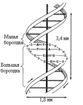 Денатурация и ренатурация ДНК - student2.ru