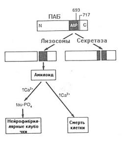 Депонирование амилоидного b-протеина имеет отношение к патогенезу болезни Альцгеймера - student2.ru