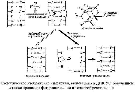 Действие на м/о физических, химических и биологических факторов - student2.ru