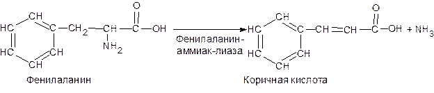 Дезаминирование аминокислот - student2.ru