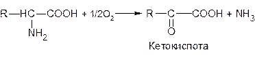 Дезаминирование аминокислот - student2.ru