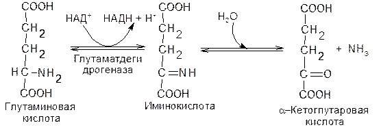 Дезаминирование аминокислот - student2.ru