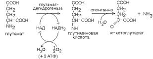 дезаминирование аминокислот - student2.ru