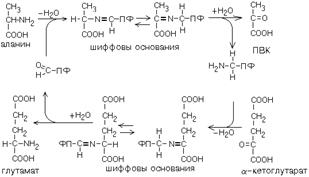 дезаминирование аминокислот - student2.ru