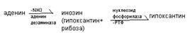 Дезоксирибонуклеиновая кислота - student2.ru